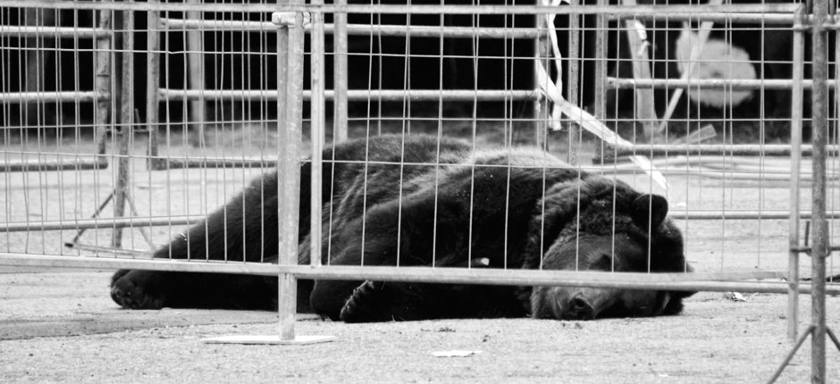 Titelbild Zoo/Zirkus – einsamer Bär